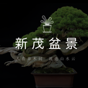 新茂盆景苹果版