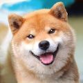 秋田犬模拟器安卓版