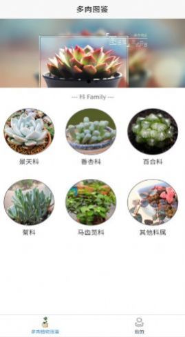 嘟嘟多肉植物鉴安卓版软件截图